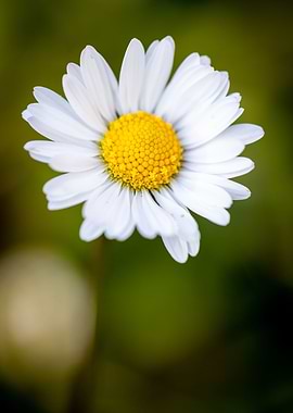 Beautiful flower closeup