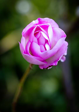 Beautiful flower closeup