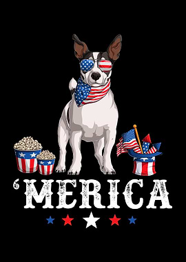 Jack Russell 4th of July
