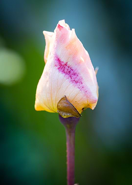 Beautiful flower closeup