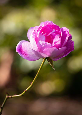 Beautiful flower closeup