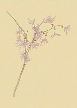 Magnolia stellata rosea