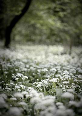 Spring trees, white flower