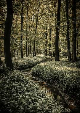 Spring forest, tree, river