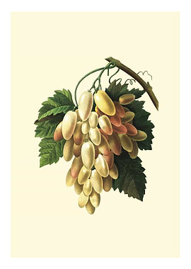 Vintage grapes victorian