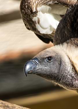 Portrait of a Ruppells gr