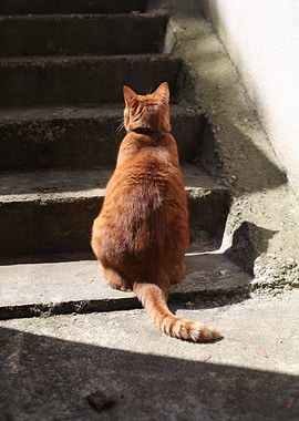 Cat Cats Feline Kitty