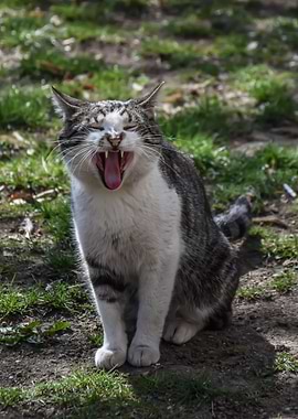 Cat Cats Feline Kitty