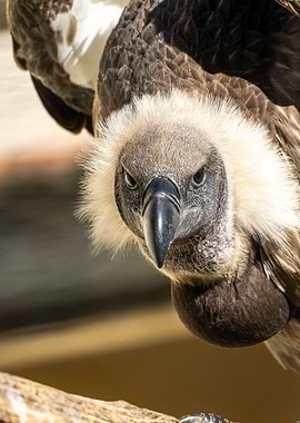 Portrait of a Ruppells gr