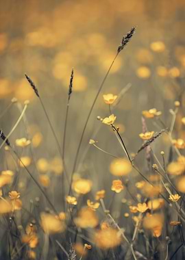 Yellow flower, wild meadow
