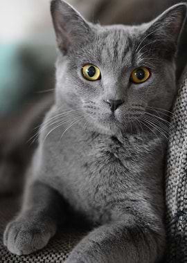 Cat Cats Feline Kitty