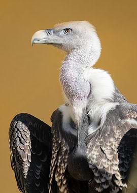 Portrait of a Ruppells