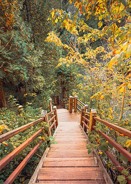 Forest Stairs in Minnesota
