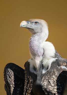 Portrait of a Ruppells