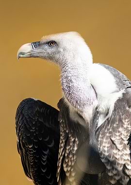 Portrait of a Ruppells