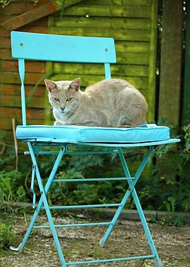 Cat Cats Feline Kitty