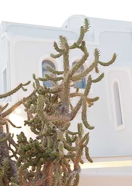 Santorini Cactus Dream 1