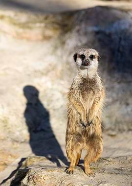 Meerkat Suricata