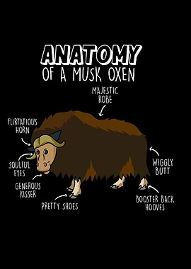 Musk Oxen Anatomy Gift