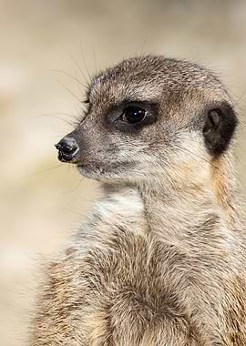 Meerkat Suricata