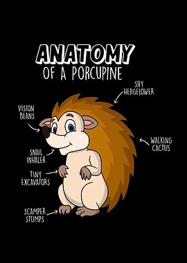 Porcupine Anatomy Gift