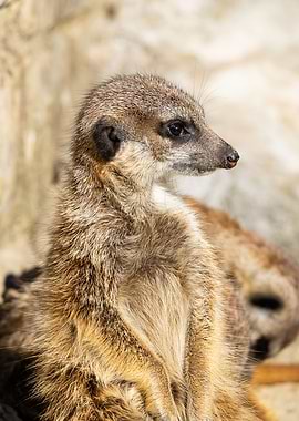 Meerkat Suricata