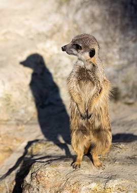 Meerkat Suricata
