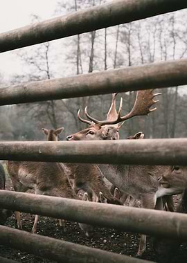 Deer behind a Woodengate