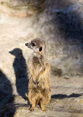 Meerkat Suricata