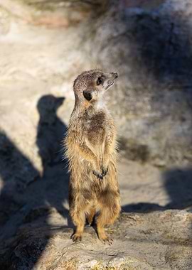 Meerkat Suricata