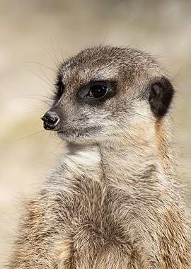 Meerkat Suricata