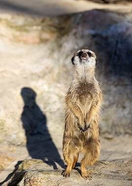 Meerkat Suricata