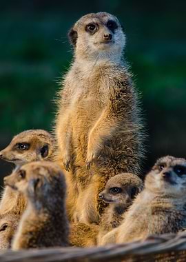 Meerkat Family