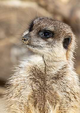 Meerkat Suricata