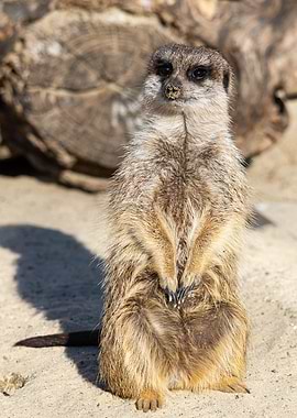 Meerkat Suricata
