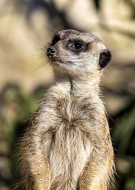 Meerkat Suricata