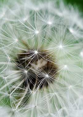 Details of a dandelion