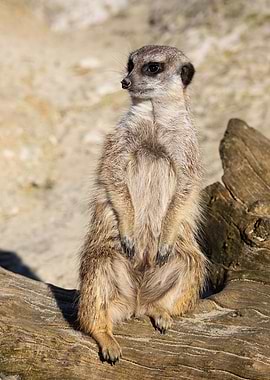 Meerkat Suricata