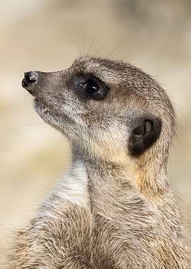 Meerkat Suricata