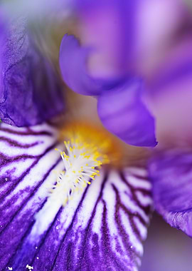 Purple orchid wonderfull