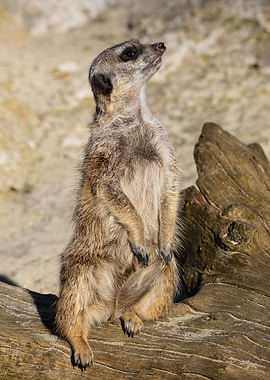 Meerkat Suricata