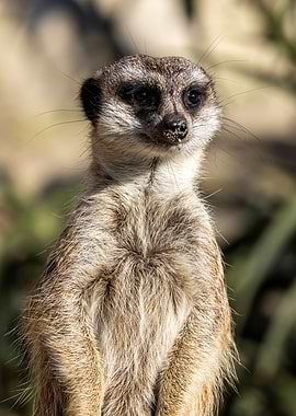 Meerkat Suricata