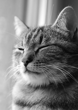 Cat Cats Feline Kitty