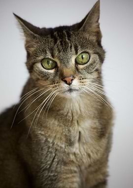 Cat Cats Feline Kitty