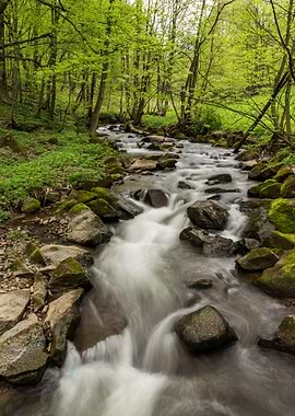 Waterfall in Forest Nature
