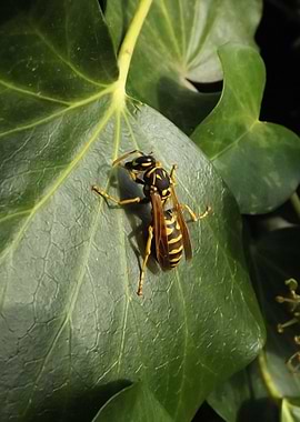 wasp