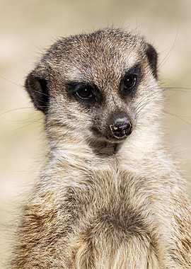 Meerkat Suricata