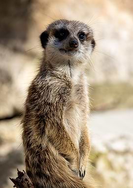Meerkat Suricata