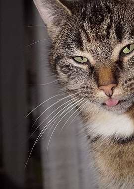 Cat Cats Feline Kitty