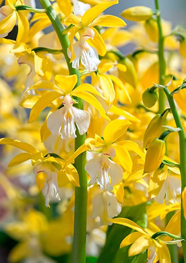 scenic yellow orchid